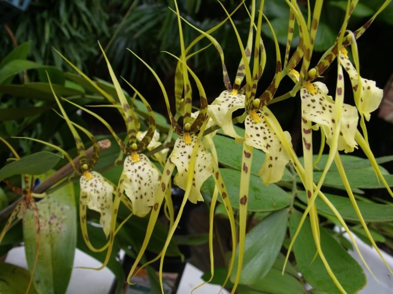 druh orchideje brassia orchideebloom