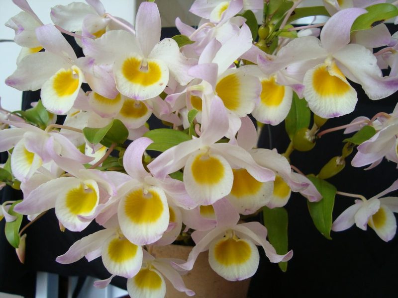 druh orchideje dendrobium findlayanum