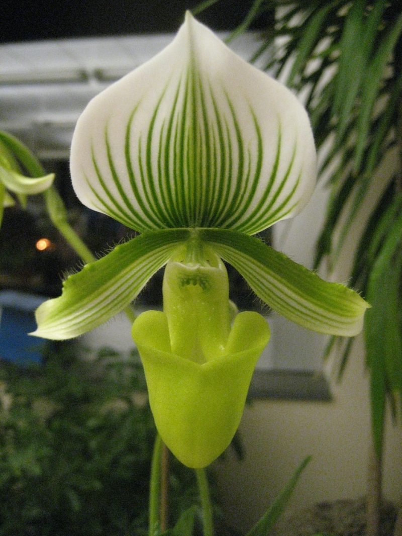 orkide arter ladyslipper hvit