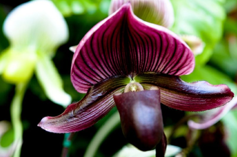 druh orchideje ladyslipper