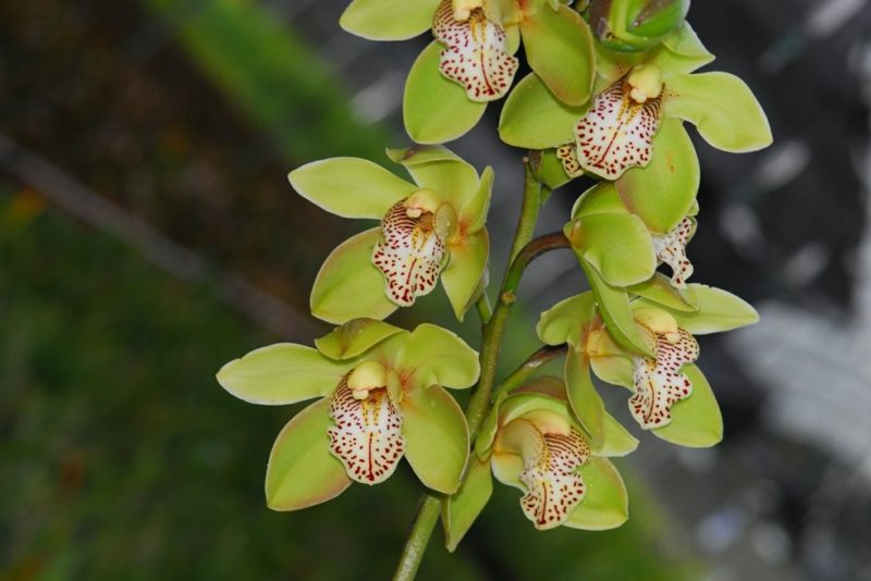 druh orchideje cymbidium