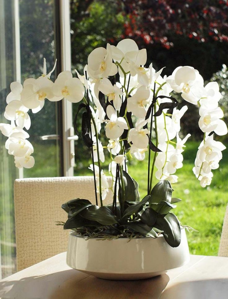 orchidej-typy-moje-oblíbená-květina