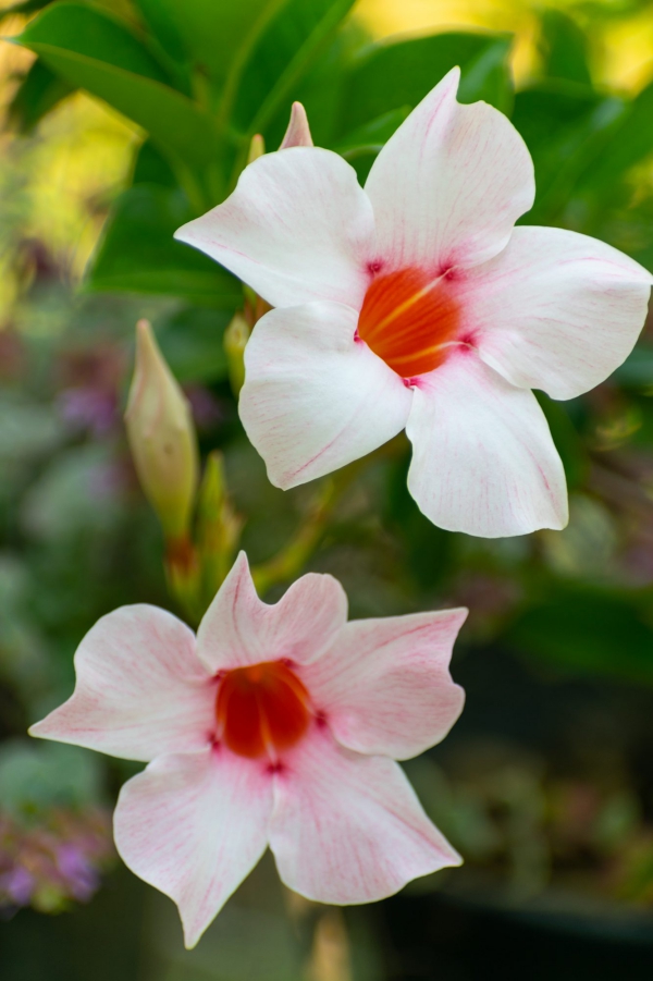 Dipladenia omsorg og særegenheter ved den populære stueplanten hvite røde blomster ganske