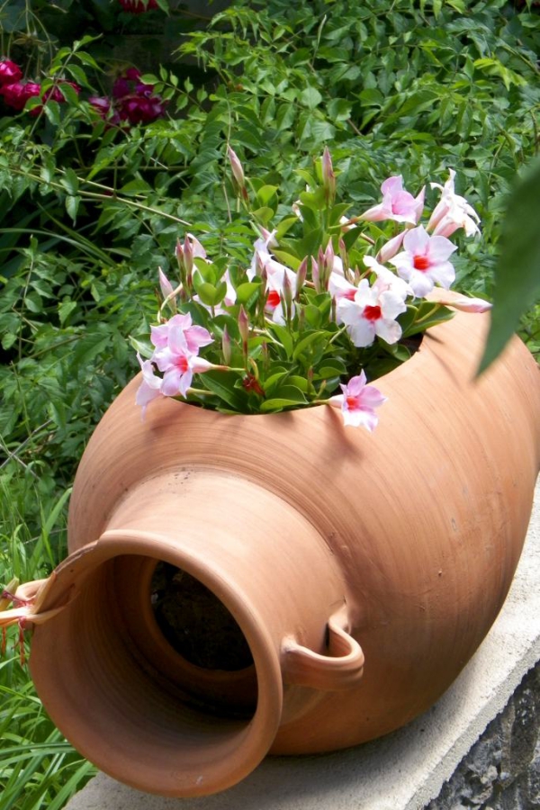 Dipladenia Care a speciální funkce oblíbené pokojové rostliny V létě vezměte ven
