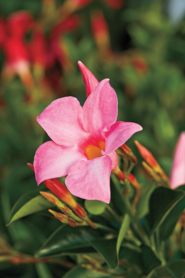 Dipladenia Care a speciální vlastnosti oblíbené pokojové rostliny rosa bloom macrofotgrafie