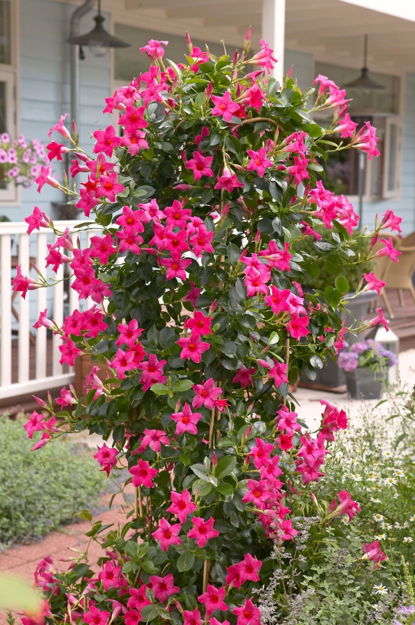 Dipladenia Care og spesielle trekk ved den populære innendørs planten rosa klatrerhagesommer