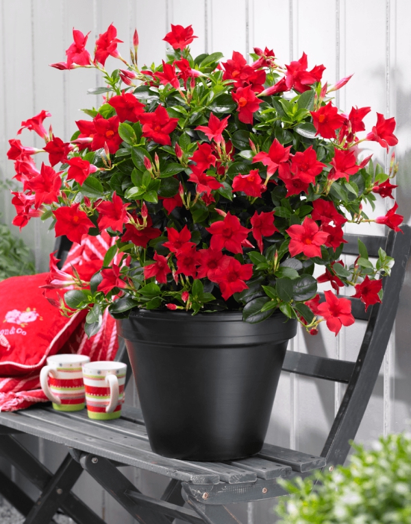 Dipladenia Care a speciální vlastnosti oblíbené červené terasy pokojové rostliny