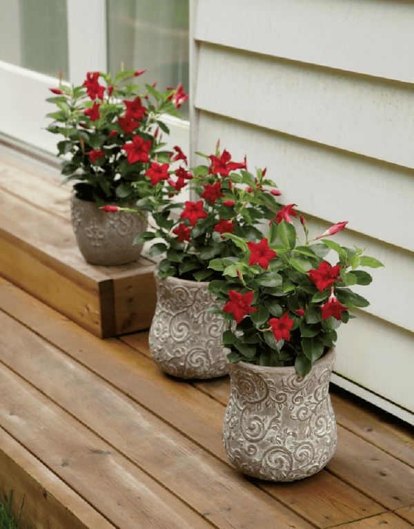 Dipladenia Care a speciální vlastnosti oblíbené pokojové rostliny červené květy v terakotových květináčích