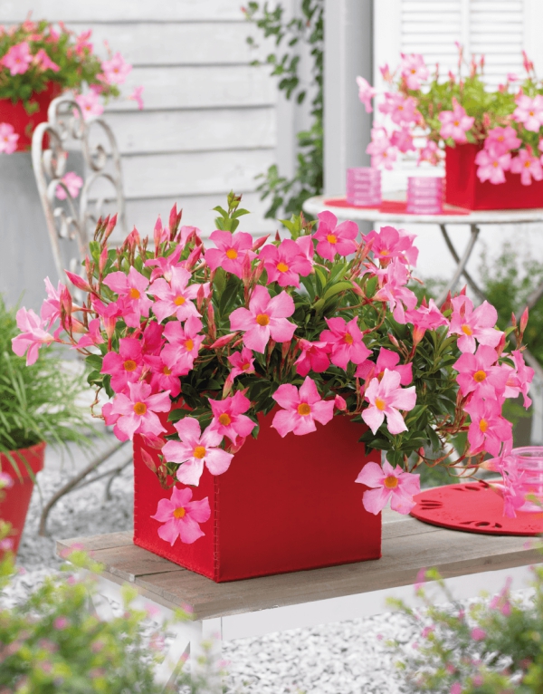 Dipladenia Care a speciální vlastnosti oblíbené pokojové rostliny růžové květy v červeném květináči šik