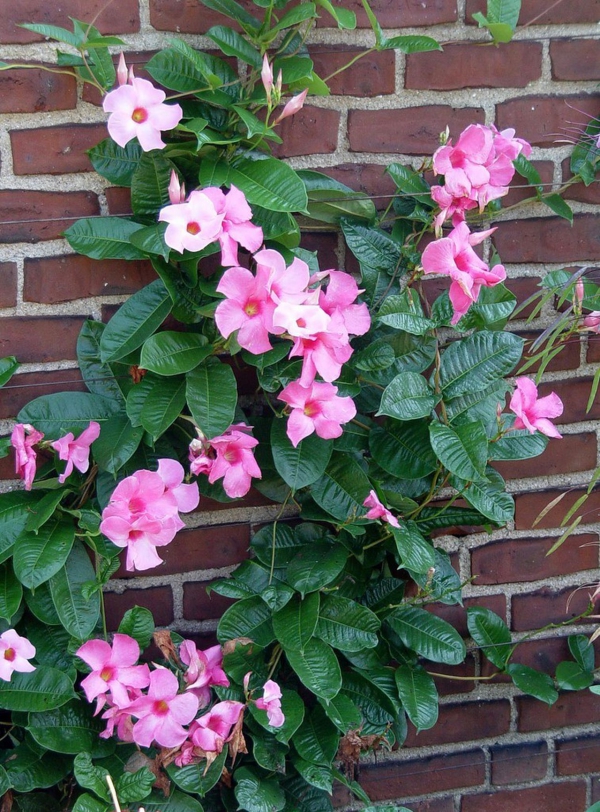 Dipladenia Omsorg og særegenheter ved den populære blomstrende planten i stueplanten klatrer opp på veggen