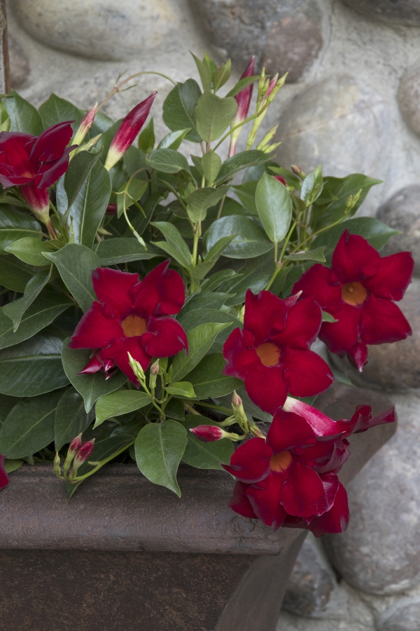 Dipladenia Care a speciální vlastnosti oblíbené pokojové rostliny červené nadýchané květiny v květináči