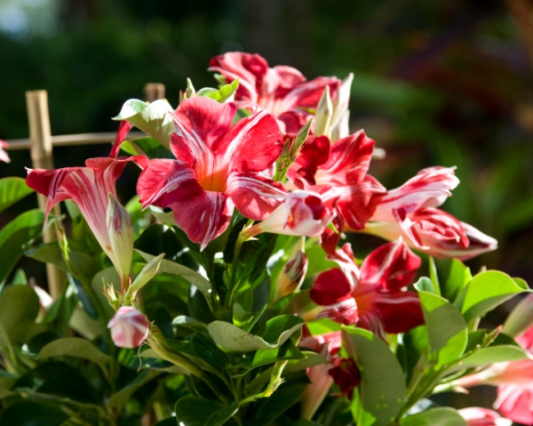 Dipladenia Péče a zvláštnosti oblíbeného hybridního červeného a bílého proužkovaného pokojového rostliny