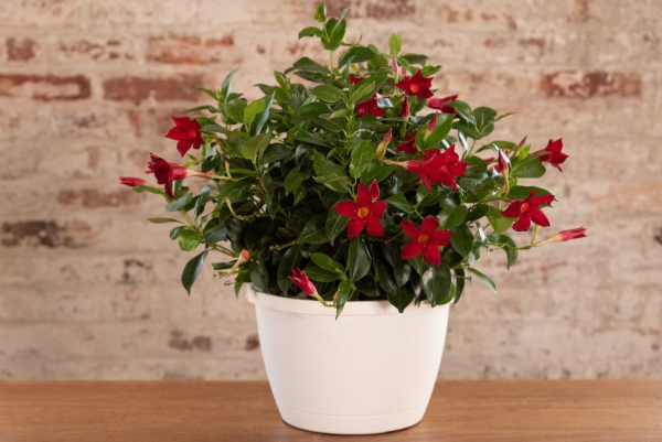 Dipladenia Care a zvláštnosti oblíbené pokojové rostliny červené květy v pokojové rostlině