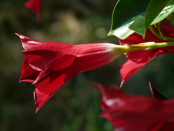 Dipladenia Omsorg og særegenheter ved den populære stueplanten uåpnet blomst rød pen