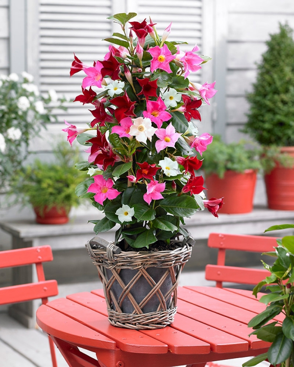 Dipladenia Pleie og særegenheter ved den populære innendørs plantehybriden med flere blomsterfarger