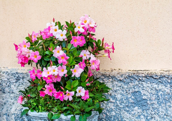 Dipladenia Care og særtrekk ved den populære stueplanten praktfulle blomster på balkongen