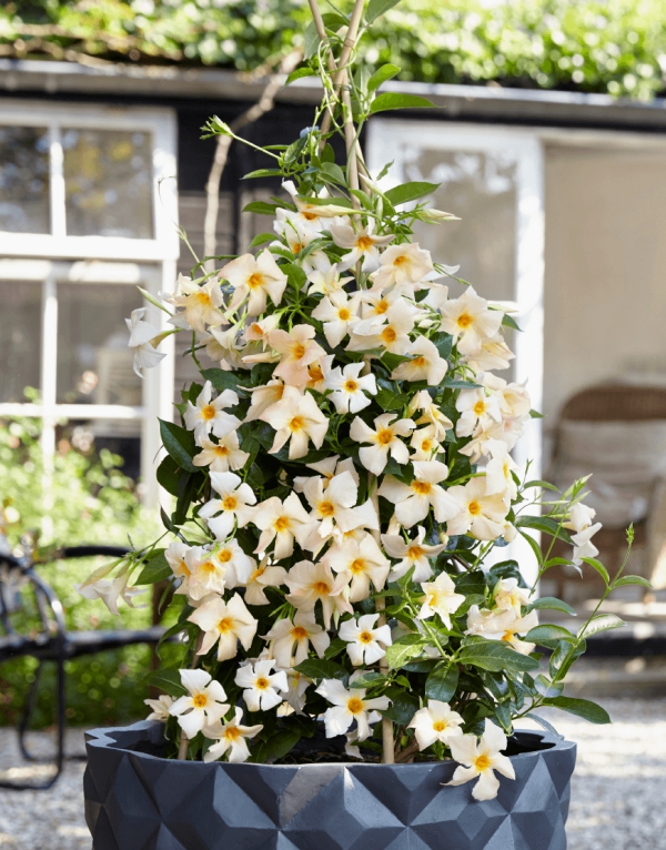 Dipladenia Péče a zvláštnosti oblíbené pokojové rostliny bílé a žluté květy zahradní léto