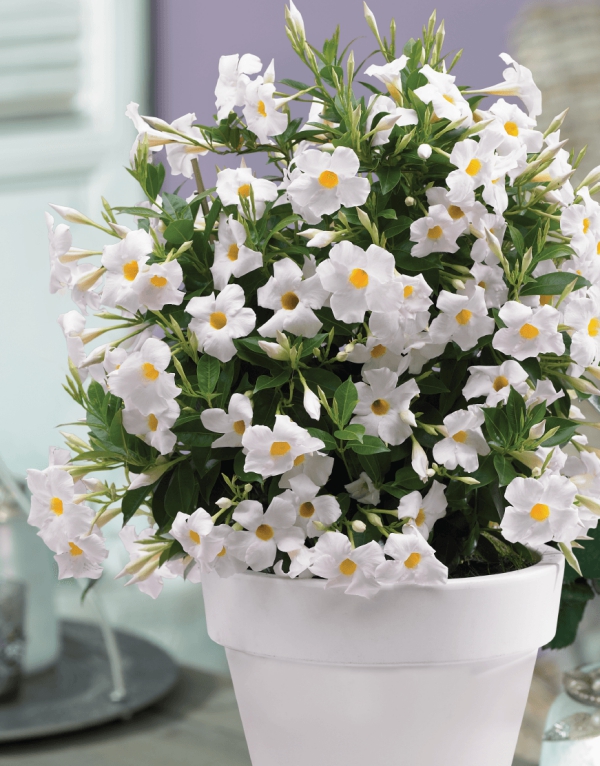 Dipladenia Care a speciální vlastnosti oblíbené pokojové rostliny balkonové rostliny bílé bílé nádoby