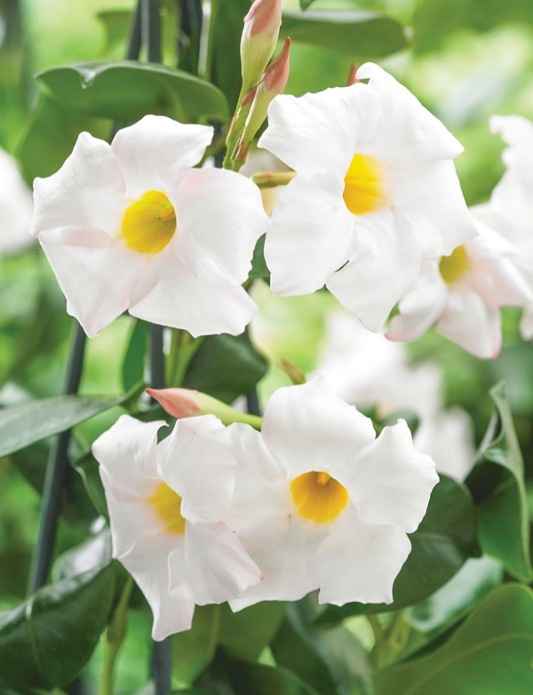 Dipladenia Care a speciální vlastnosti oblíbené varianty pokojové rostliny bílá se žlutým středem
