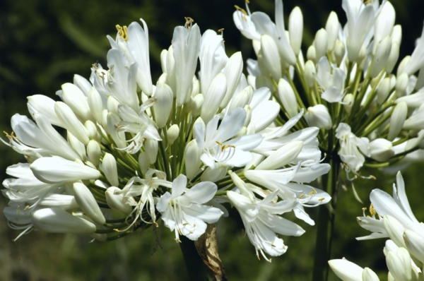 Africká lilie bílá rozkvetla čerstvé letní květiny