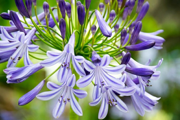okrasná lilie jemná barva krásné odbarvení