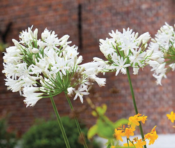 okrasné lilie bílé zahradní květiny letní květiny zahradní nápady nápady