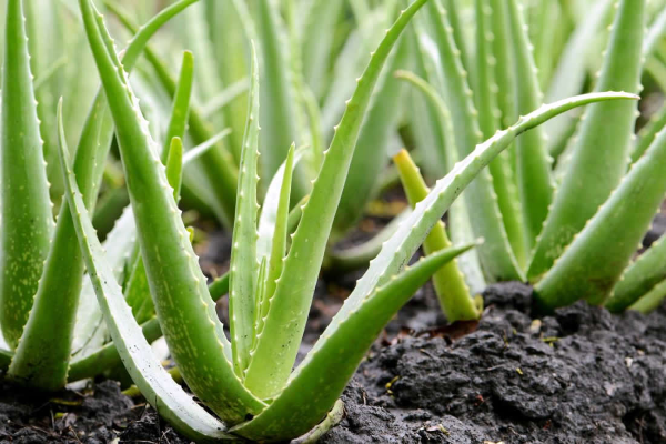 léčivá rostlina aloe vera