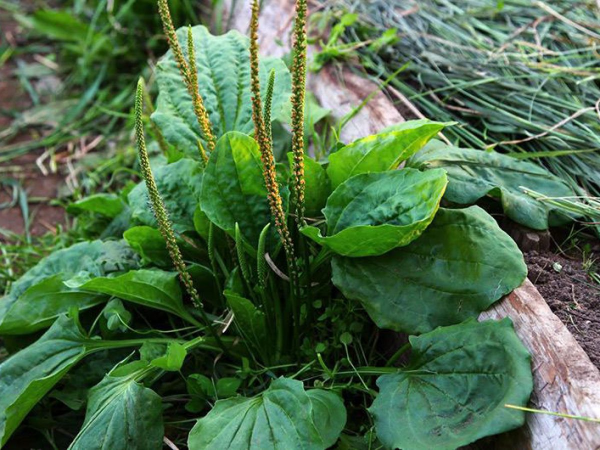 jitrocel zdravý život helikobakter pylori