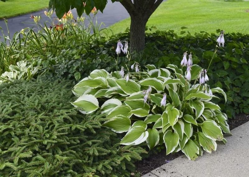 Φυτά Feng Shui κήποι hostas