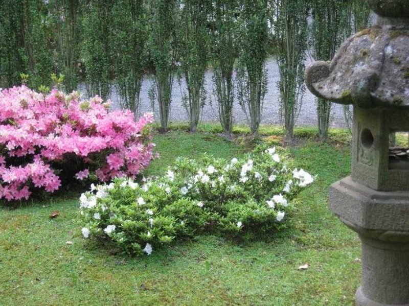 Ροδόδενδρο κήπου Feng Shui