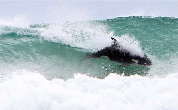 12nov10 - Sandy Bay, Northland, Yeni Zelanda'da sörf yapan Orca yavrusu. RESİM/Telif Hakkı Michael Cunningham ZORUNLU: Fotoğraf kredisi, Kırpma YOK, Görüntü işleme YOK, YALNIZCA Fotoğrafçı/Michael Cunningham'ın izniyle kullanılabilir.