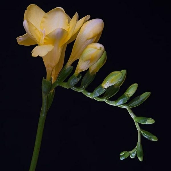 φρέζια ασυνήθιστα λουλούδια όμορφο άρωμα