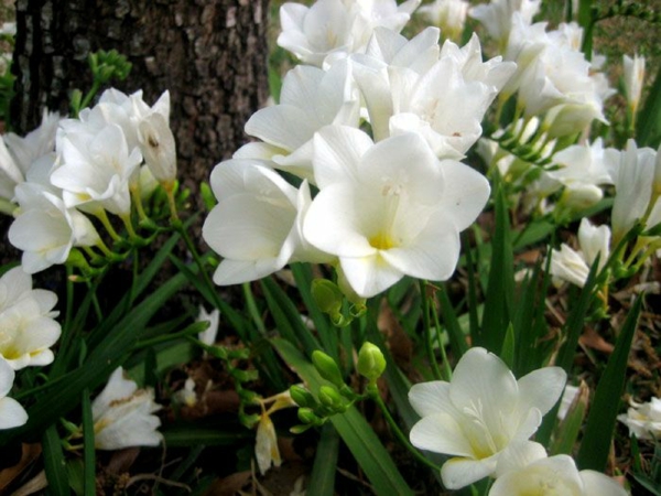 freesia λευκά λουλούδια όμορφες ιδέες κήπου άνοιξη