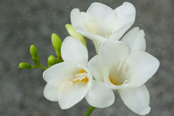 φρέζια λευκά φρέζια γοητευτικά λουλούδια