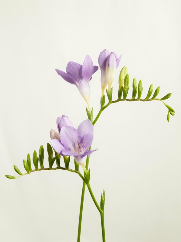 φρέζια ασυνήθιστη άνοιξη διακοσμητικά λουλούδια ανοιξιάτικα λουλούδια