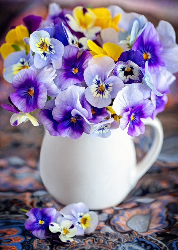 סיגליות קישוט פרחי האביב שילוב צבעים מצוין