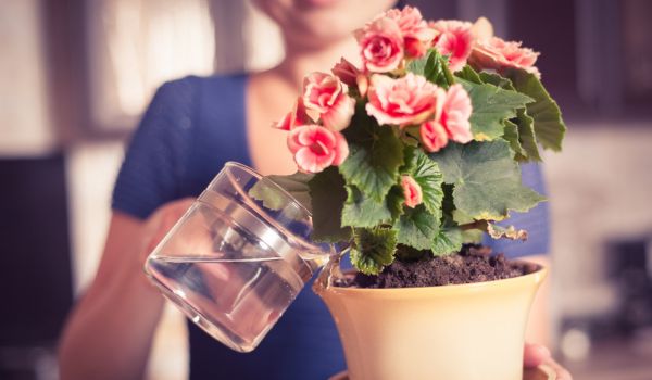 Vložte rostliny - krásný květináč