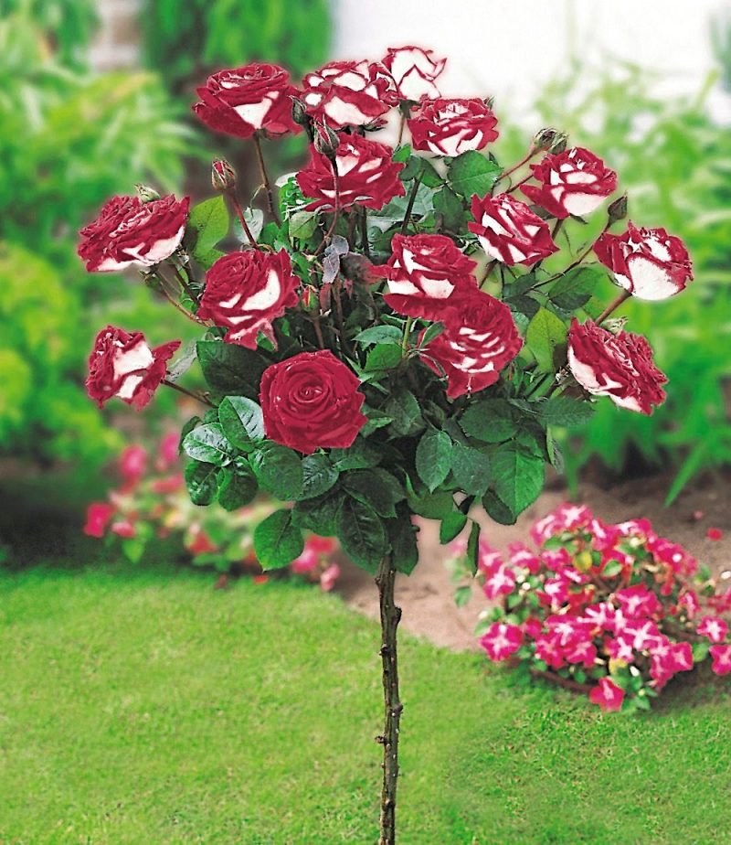 zahradní kuřácké růže
