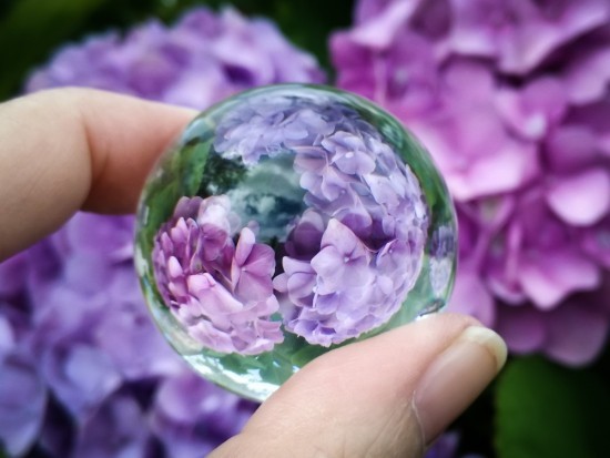 סודות צילום כדור זכוכית - טיפים ורעיונות סגול הידראנגאה בכדור זכוכית