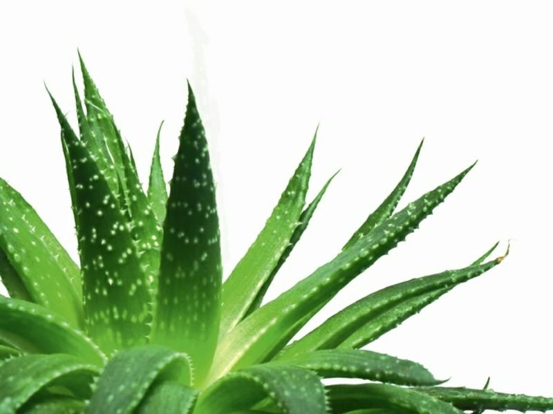 Lag aloe vera ansiktsmaske selv