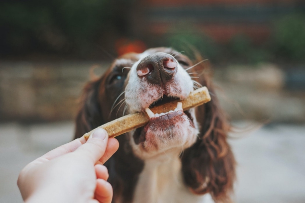 עוגיות בריאות לכלבים לחנך ולתגמל לעיסת כלבים טעימה
