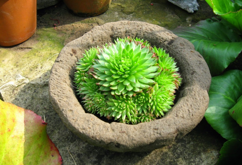 planter stein