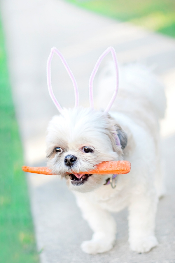 Tinker králičí uši - nápady a návody na velikonoční psí velikonoční zajíček mrkvové uši