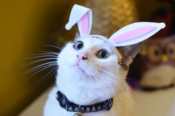 Tinker králičí uši - nápady a návody na velikonoční kočku s mazlíčkem králičí uši