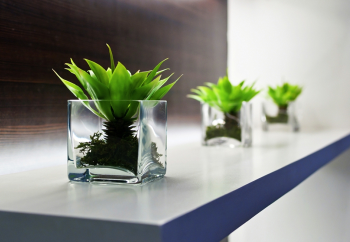 domácí kancelář pokojová rostlina palmové zelené rostliny