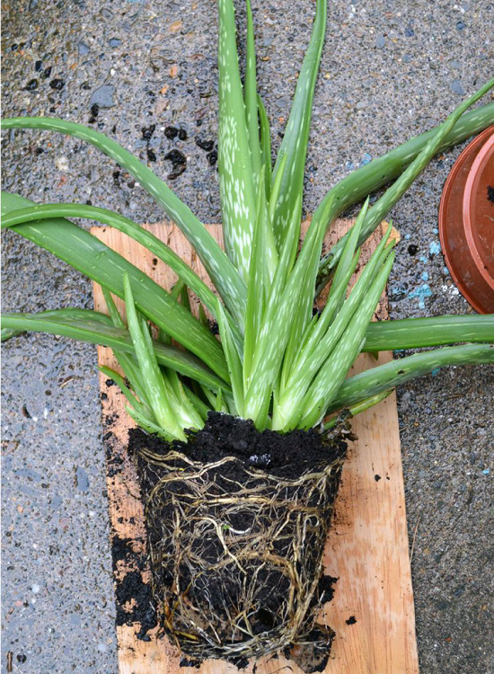 Bebekler ile Aloe