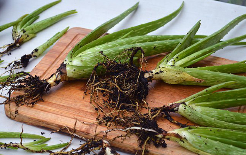 Aloe bebekleri