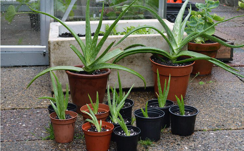 Tencerelerde Aloe bebekleri