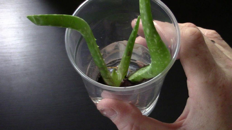 aloe kesimleri