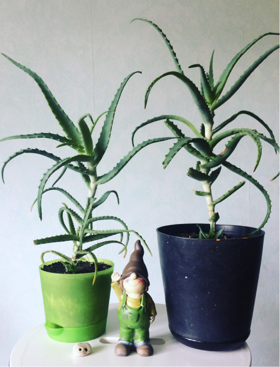 Aloe Vera